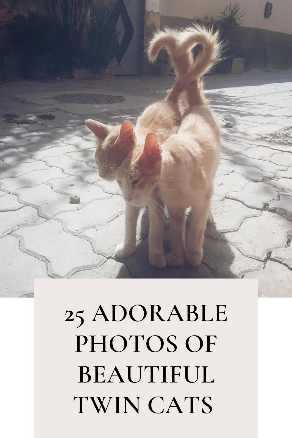 Photos of Beautiful Twin Cats